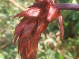 Melianthus major broad-based, flat sepals